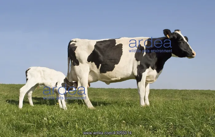: Holstein cow with her newborn calf in a meadow : Holstein cow with her newborn calf in a meadow