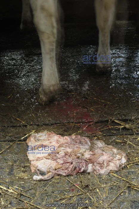 : Holstein Cow placenta France : Holstein Cow placenta France
