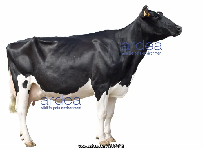 : Holstein cow raised her head in profile in the studio : Holstein cow raised her head in profile in the studio