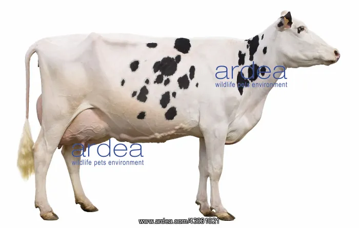: Holstein cow raised her head in profile in the studio : Holstein cow raised her head in profile in the studio