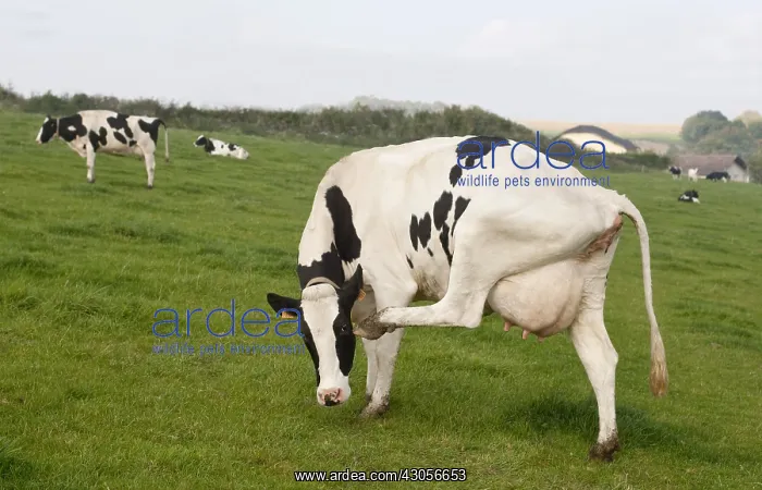 : A Holstein cow scratching his head with his hind leg : A Holstein cow scratching his head with his hind leg