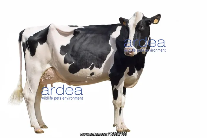 : Holstein cow standing in the studio : Holstein cow standing in the studio