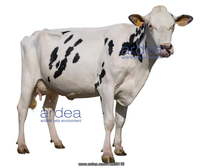 : Holstein cow standing in the studio : Holstein cow standing in the studio