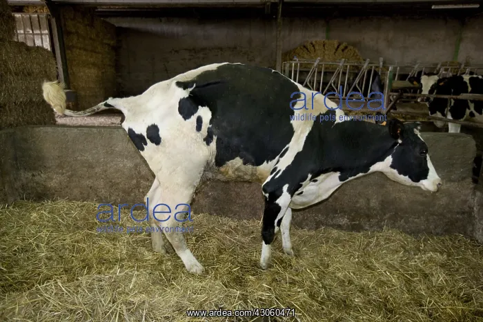  : Holstein cow suffering from a nephritis in a stable