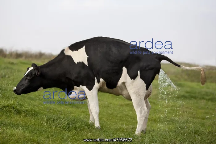 : A Holstein cow urinating in the meadow Lorraine France : A Holstein cow urinating in the meadow Lorraine France