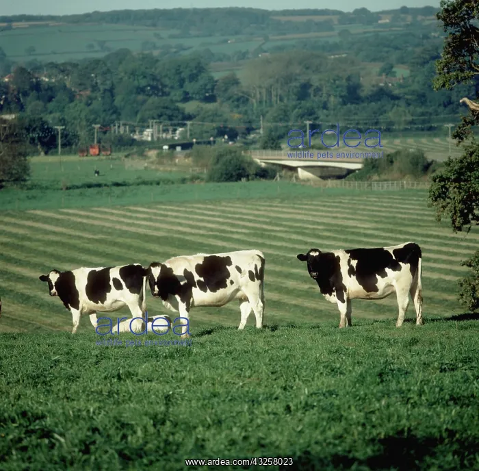 : Holstein Cows : Holstein Cows