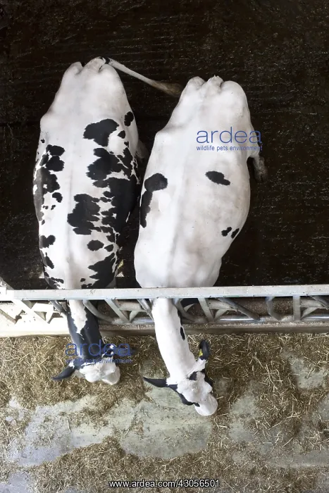 : Two Holstein cows eating silage at cornadis : Two Holstein cows eating silage at cornadis