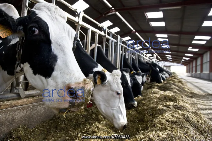 : Holstein cows eating silage in feeding stalls France : Holstein cows eating silage in feeding stalls France