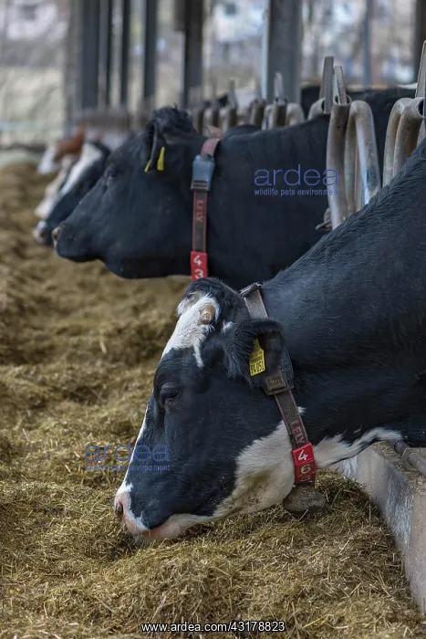 : Holstein cows at the feeding fence in an open cowshed : Holstein cows at the feeding fence in an open cowshed