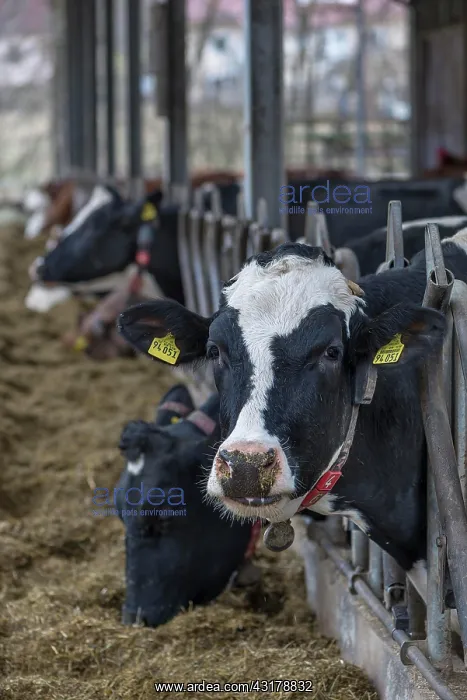 : Holstein cows at the feeding fence in an open cowshed : Holstein cows at the feeding fence in an open cowshed