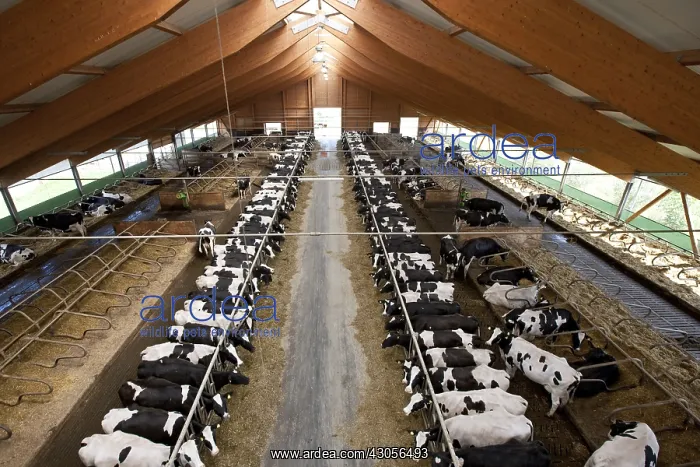 : Holstein cows lined up in their crib Germany : Holstein cows lined up in their crib Germany