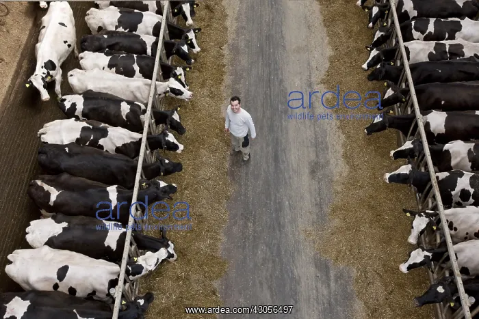 : Holstein cows lined up in their crib Germany : Holstein cows lined up in their crib Germany
