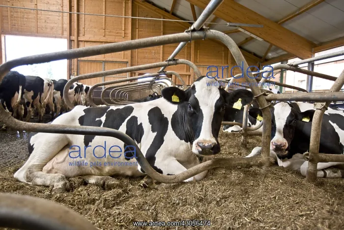  : Holstein cows lying in stalls Germany