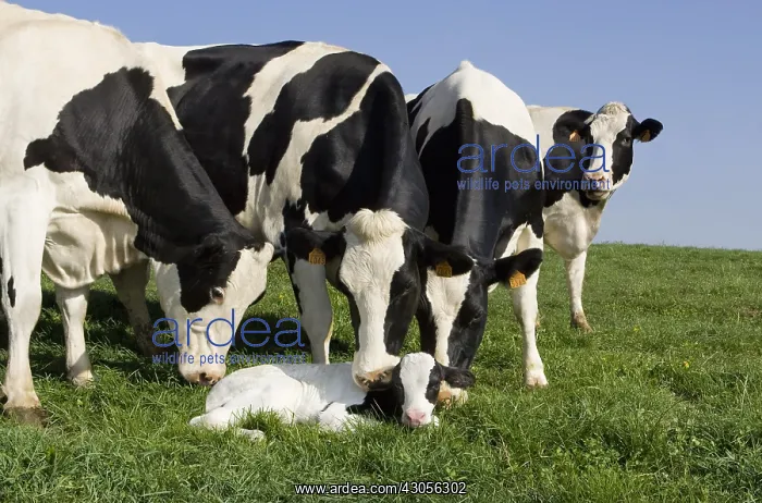 : Holstein cows in the park around a newborn calf : Holstein cows in the park around a newborn calf