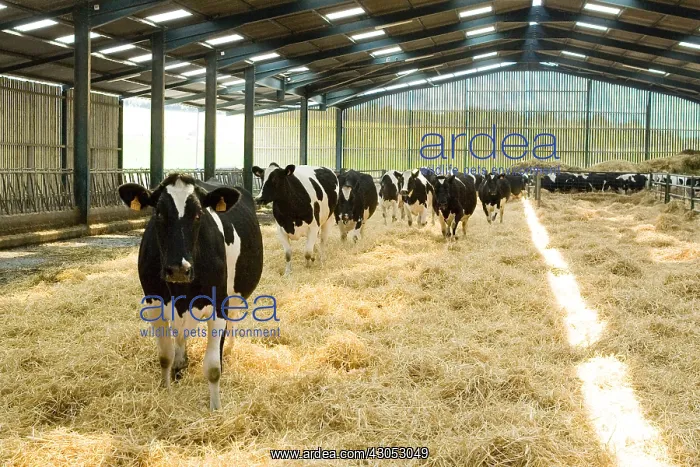 : Holstein cows returning to stall for milking : Holstein cows returning to stall for milking