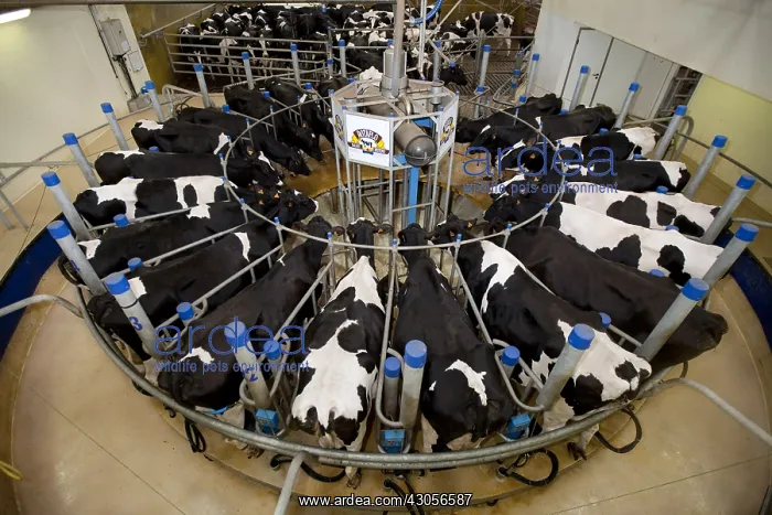 : Holstein cows in a rotary milking parlor : Holstein cows in a rotary milking parlor
