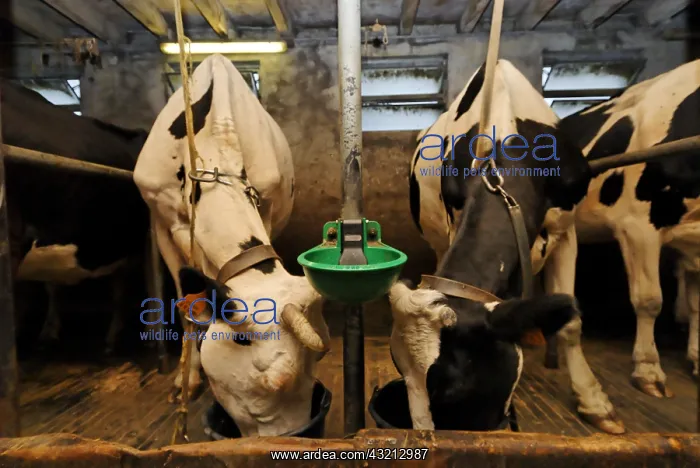 : Holstein farm-inn Hilsen Vosges France : Holstein farm-inn Hilsen Vosges France