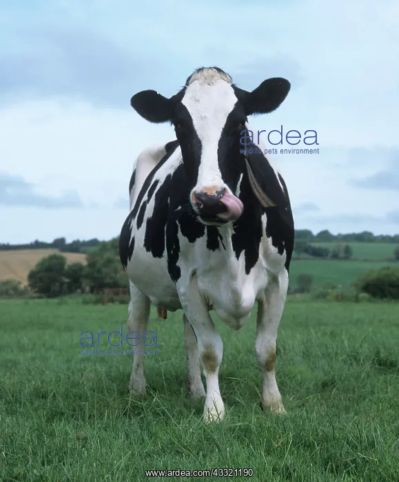 : Holstein Friesian cow : Holstein Friesian cow