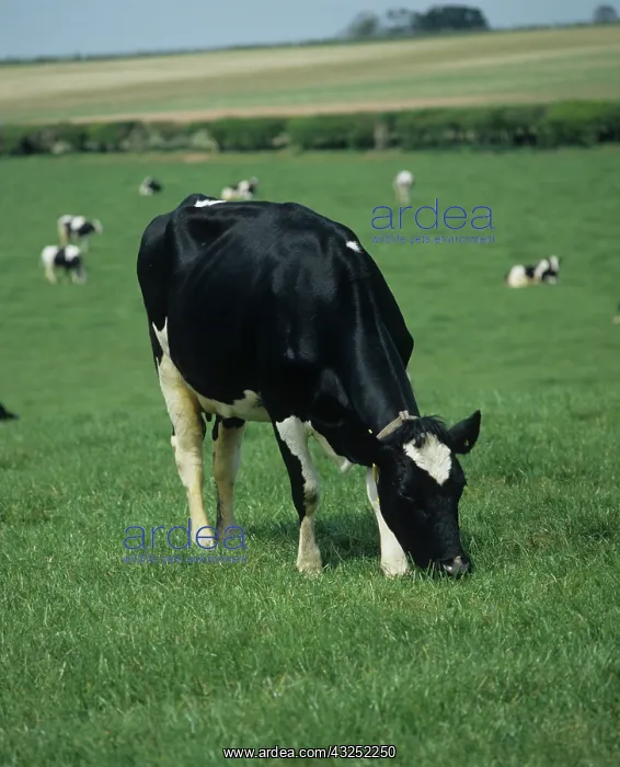 : Holstein Friesian cow grazing : Holstein Friesian cow grazing