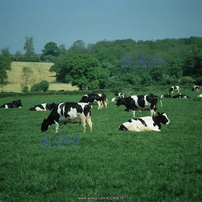 : Holstein Friesian cows grazing : Holstein Friesian cows grazing
