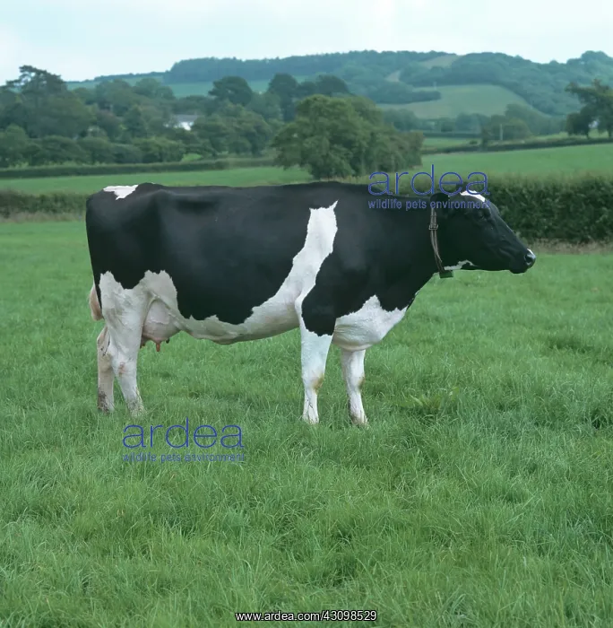 : Holstein-Friesian Dairy Cow : Holstein-Friesian Dairy Cow