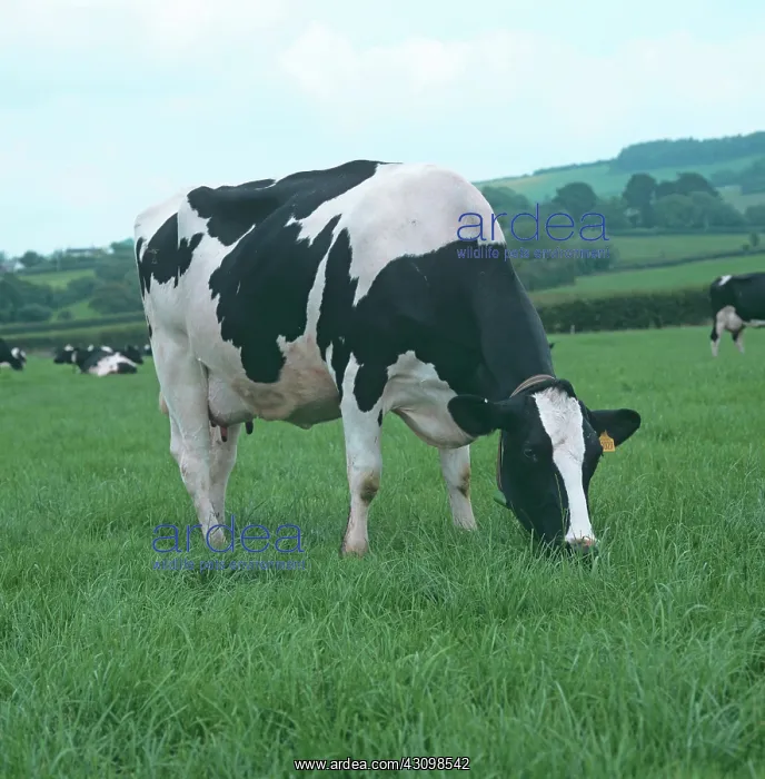 : Holstein-Friesian Dairy Cow : Holstein-Friesian Dairy Cow