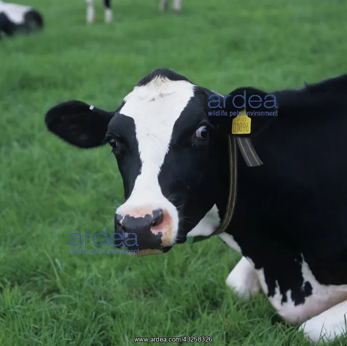 : Holstein Friesian Dairy Cow : Holstein Friesian Dairy Cow