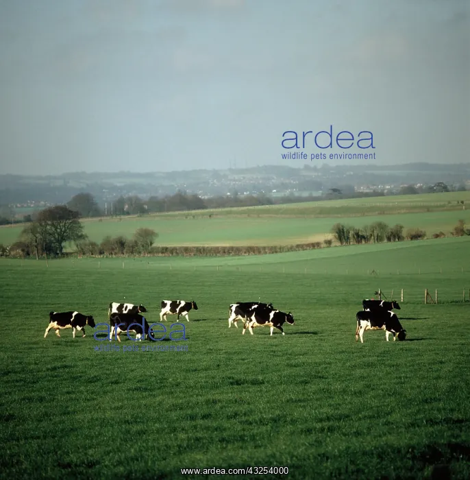 : Holstein or Friesian dairy cows : Holstein or Friesian dairy cows