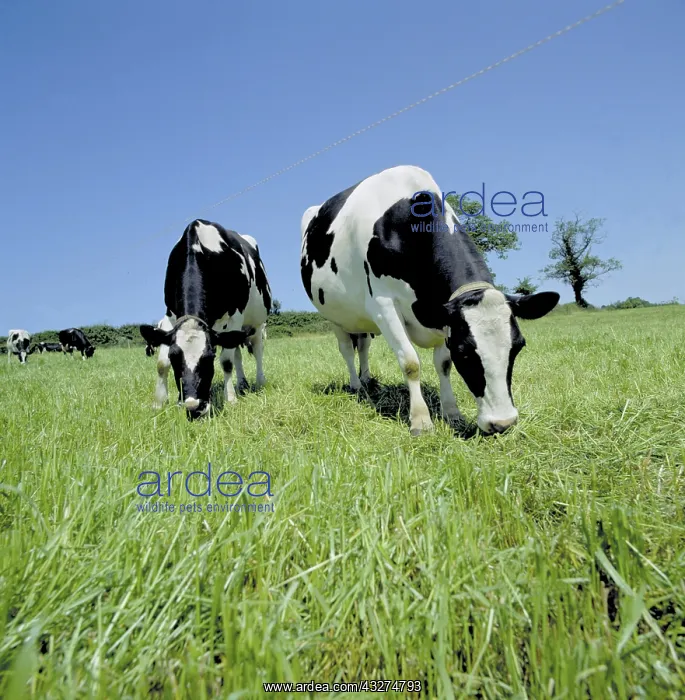 : Holstein Friesian dairy cows grazing : Holstein Friesian dairy cows grazing