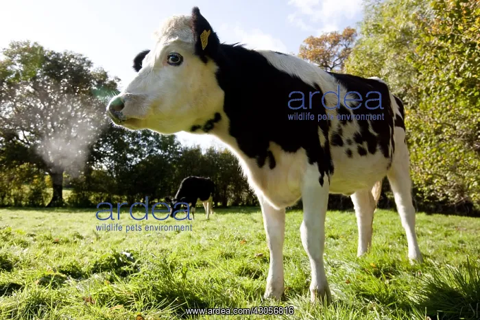  : Holstein heifers and cross in a park in autumn