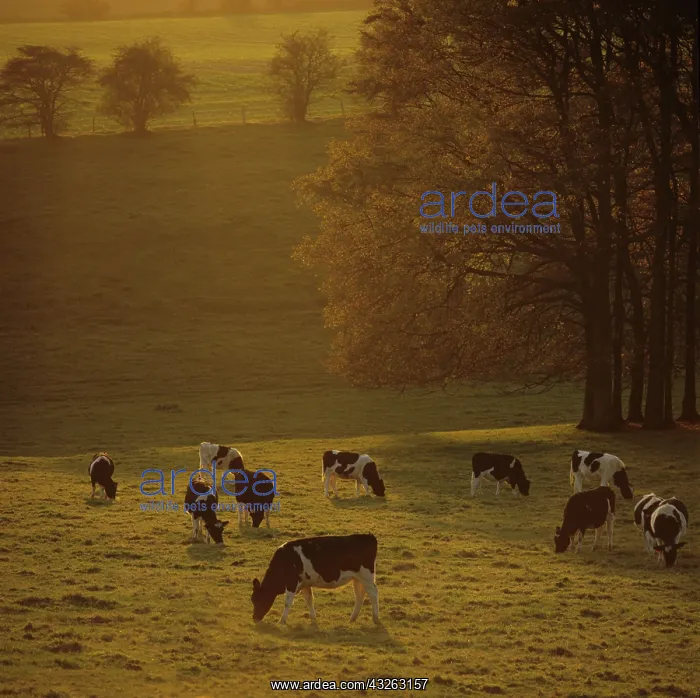: Holstein heifers grazing, Berkshire, UK : Holstein heifers grazing, Berkshire, UK