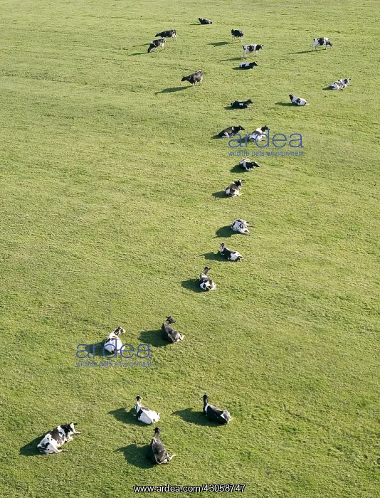 : Holstein herd of cows lying in the grass France : Holstein herd of cows lying in the grass France