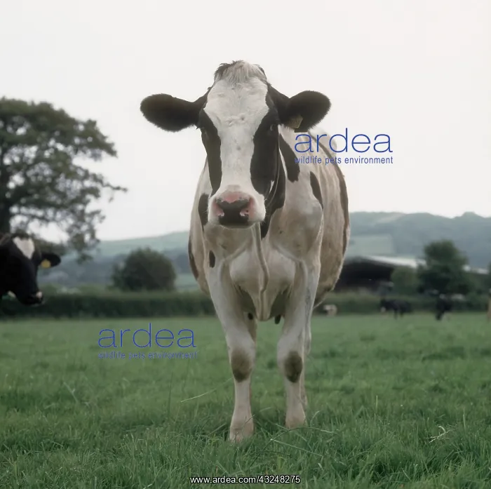 : Holstein portrait : Holstein portrait