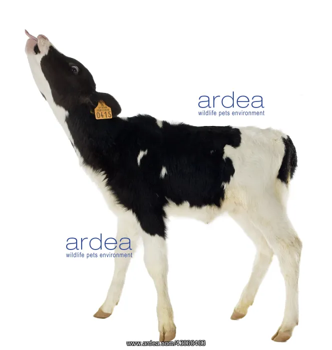 : Holstein veal sticking out its tongue : Holstein veal sticking out its tongue