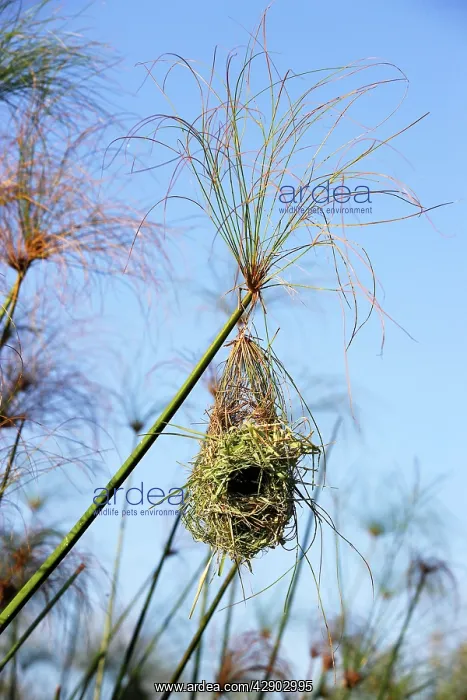 : Holub's Golden Weaver - nest in papyrus : Holub's Golden Weaver - nest in papyrus