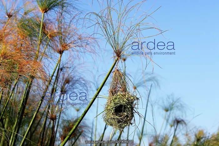: Holub's Golden Weaver - nest in papyrus : Holub's Golden Weaver - nest in papyrus