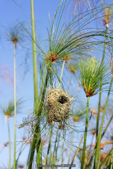 : Holub's Golden Weaver - nest in papyrus : Holub's Golden Weaver - nest in papyrus