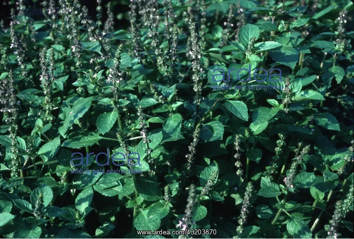 : Holy Basil / Tulsi : Holy Basil / Tulsi