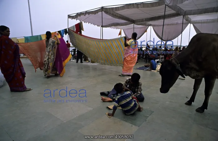  : Holy cow and children in the streets of Varanaci