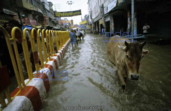 : Holy cow in the flooded streets of Varanaci : Holy cow in the flooded streets of Varanaci