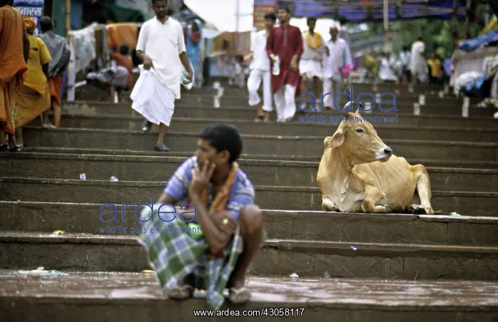 : Holy cow lying on the steps Varanaci India : Holy cow lying on the steps Varanaci India