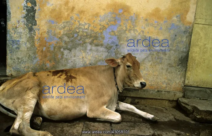 : Holy cow lying in the streets of Varanaci : Holy cow lying in the streets of Varanaci