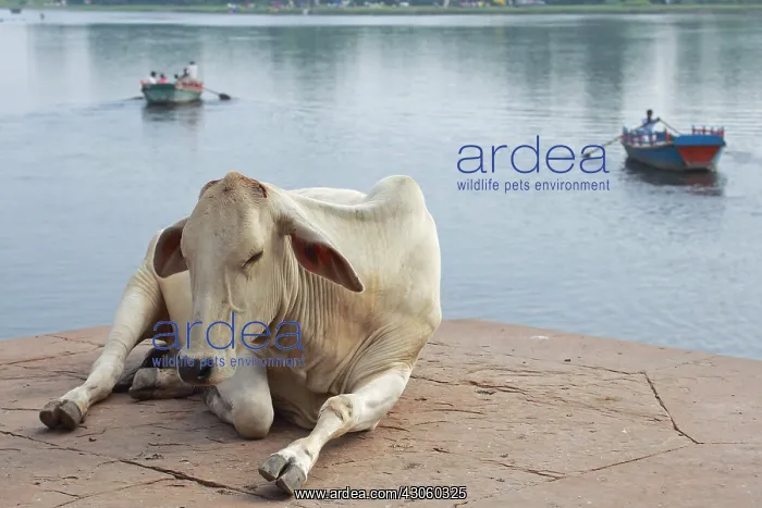 : Holy cow that nap Mathura Uttar Pradesh State India : Holy cow that nap Mathura Uttar Pradesh State India