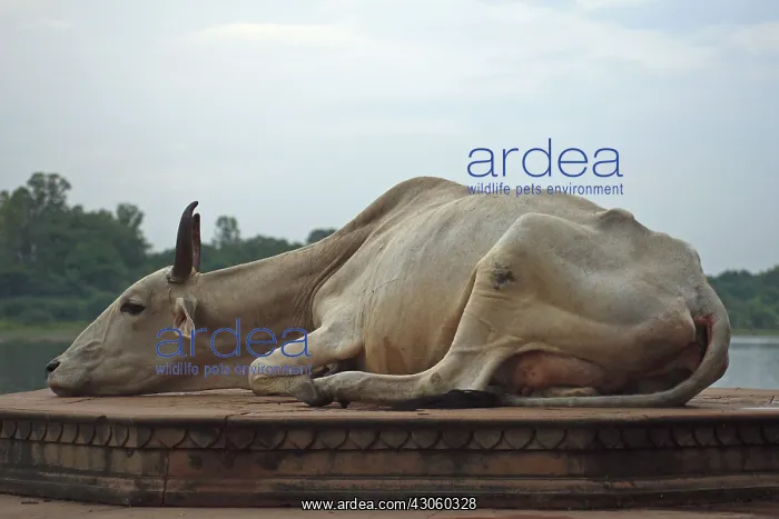: Holy cow that nap Mathura Uttar Pradesh State India : Holy cow that nap Mathura Uttar Pradesh State India