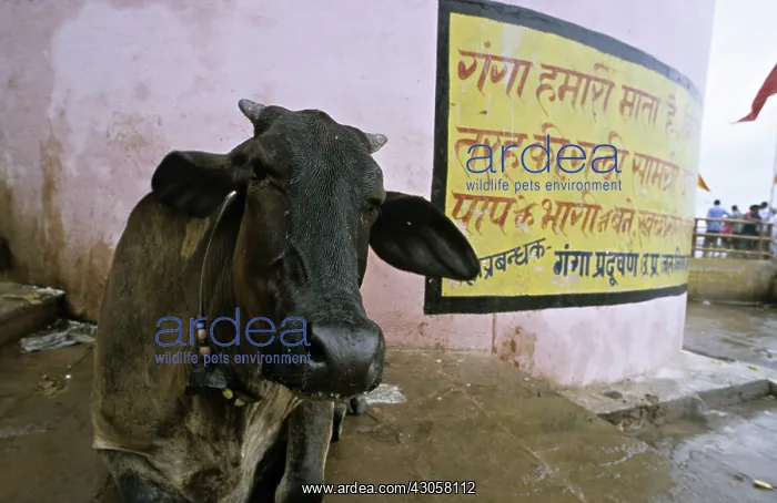 : Holy cow in the streets of Varanaci : Holy cow in the streets of Varanaci
