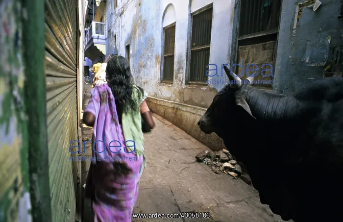 : Holy cow and woman in the streets of Varanaci : Holy cow and woman in the streets of Varanaci