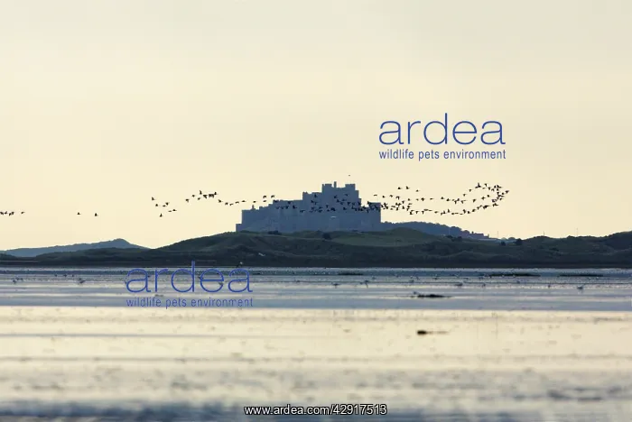 : Holy Island Wildfowl Reserve - at dawn, autumn : Holy Island Wildfowl Reserve - at dawn, autumn
