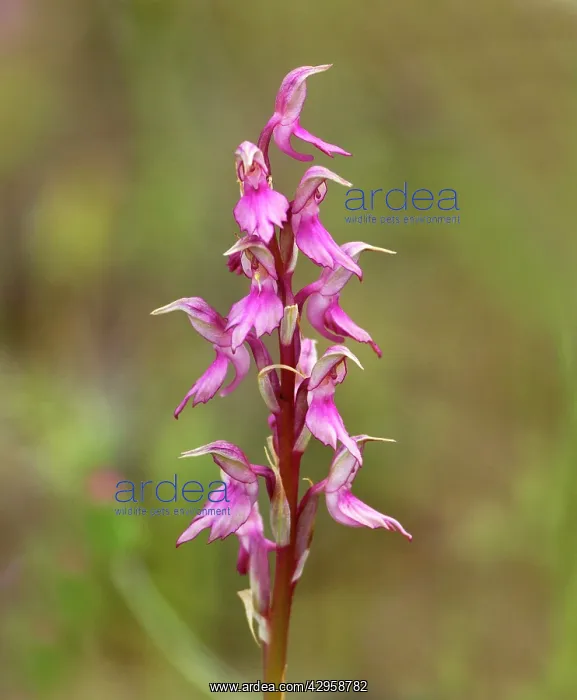: Holy Orchid : Holy Orchid