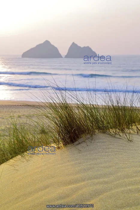 : Holywell Bay - The Carters : Holywell Bay - The Carters