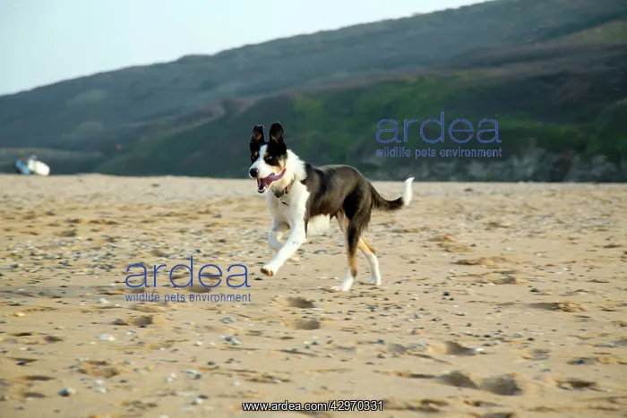 : Holywell Bay - Dog Running On Beach : Holywell Bay - Dog Running On Beach